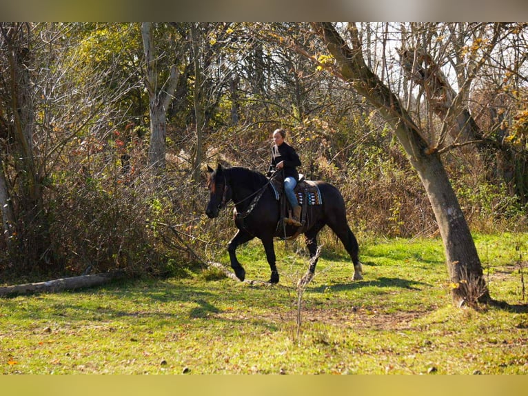Arbeitspferd Mix Wallach 5 Jahre 163 cm Rappe in Fresno