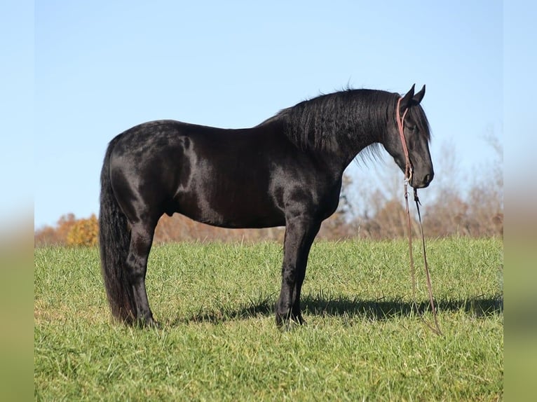 Arbeitspferd Wallach 5 Jahre 163 cm Rappe in Brodhead KY