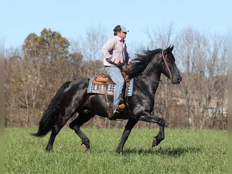 Arbeitspferd Wallach 5 Jahre 163 cm Rappe in Brodhead KY