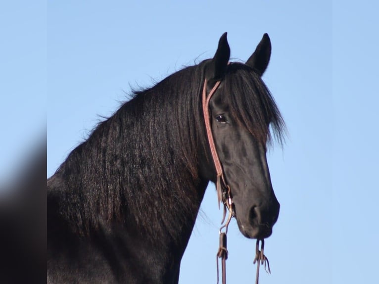 Arbeitspferd Wallach 5 Jahre 163 cm Rappe in Brodhead KY