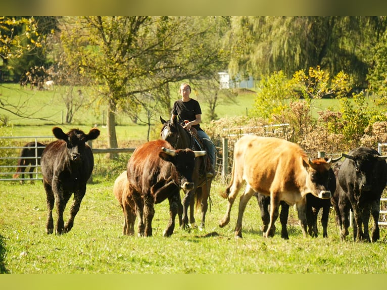 Arbeitspferd Mix Wallach 5 Jahre 163 cm Roan-Bay in Fresno