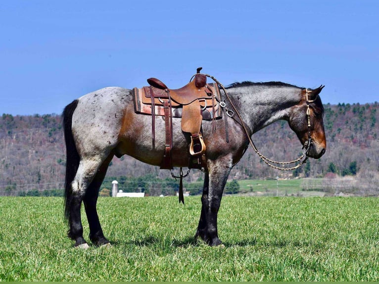 Arbeitspferd Mix Wallach 5 Jahre 163 cm Roan-Bay in Rebersburg, PA