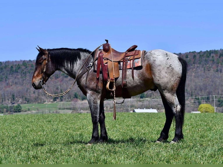 Arbeitspferd Mix Wallach 5 Jahre 163 cm Roan-Bay in Rebersburg, PA