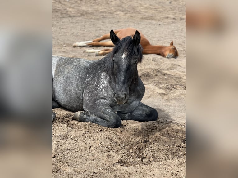 Arbeitspferd Mix Wallach 5 Jahre 163 cm Roan-Blue in Saint Anthony