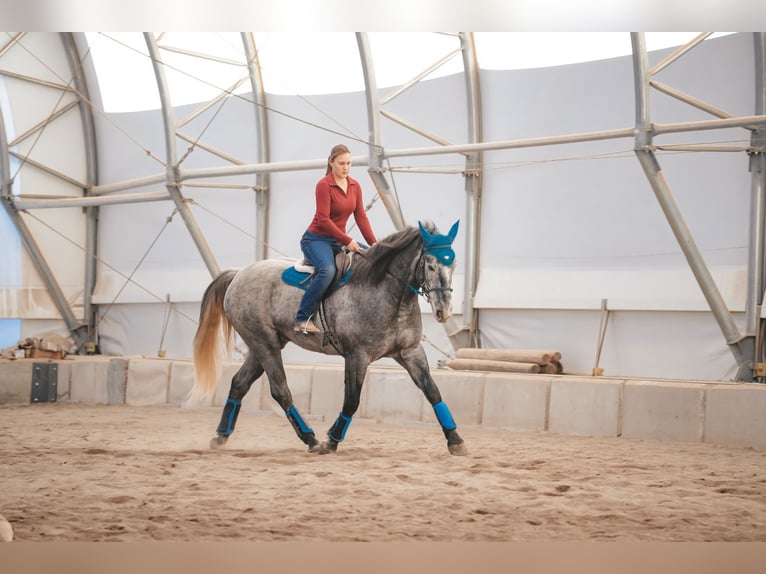 Arbeitspferd Mix Wallach 5 Jahre 163 cm Roan-Blue in Saint Anthony