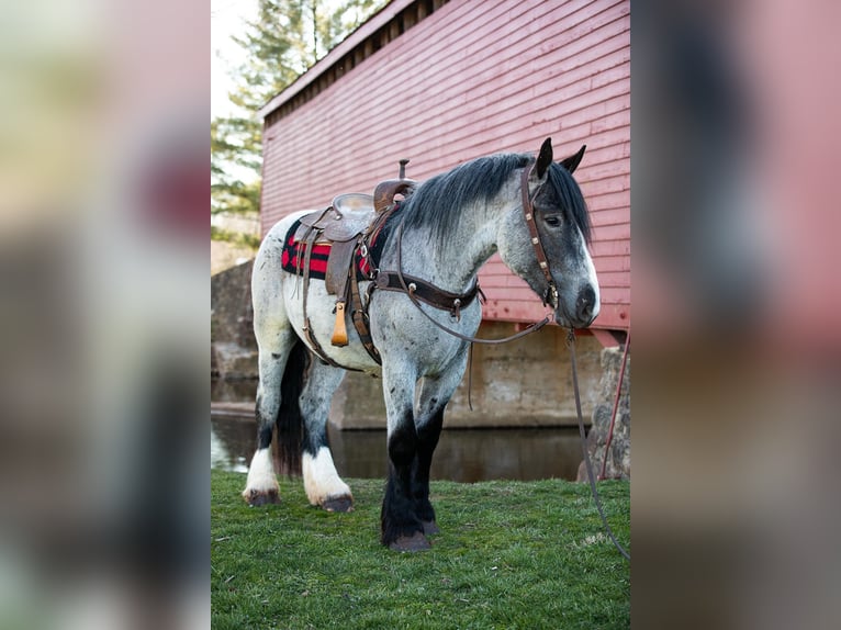 Arbeitspferd Wallach 5 Jahre 163 cm Roan-Blue in THurmont MD