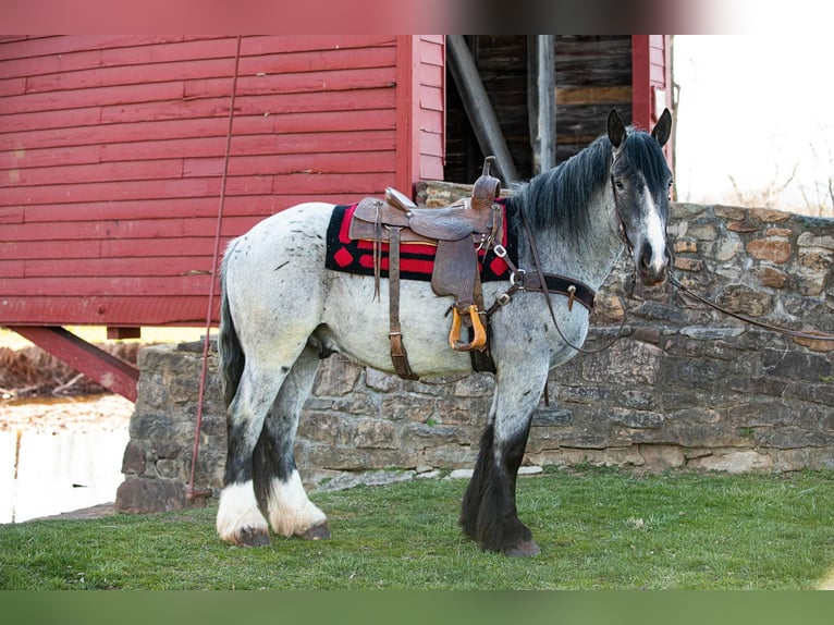 Arbeitspferd Wallach 5 Jahre 163 cm Roan-Blue in THurmont MD