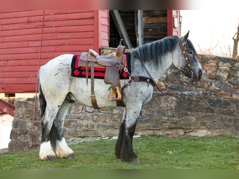 Arbeitspferd Wallach 5 Jahre 163 cm Roan-Blue in THurmont MD