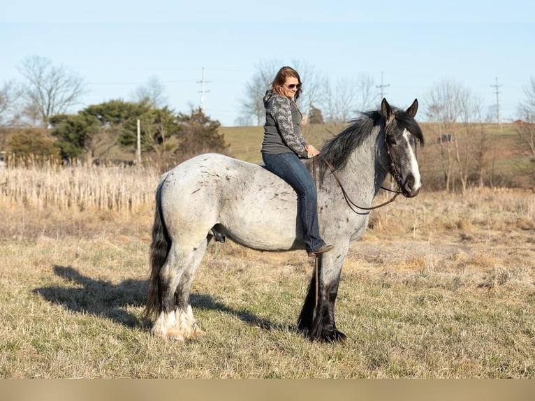 Arbeitspferd Wallach 5 Jahre 163 cm Roan-Blue in THurmont MD