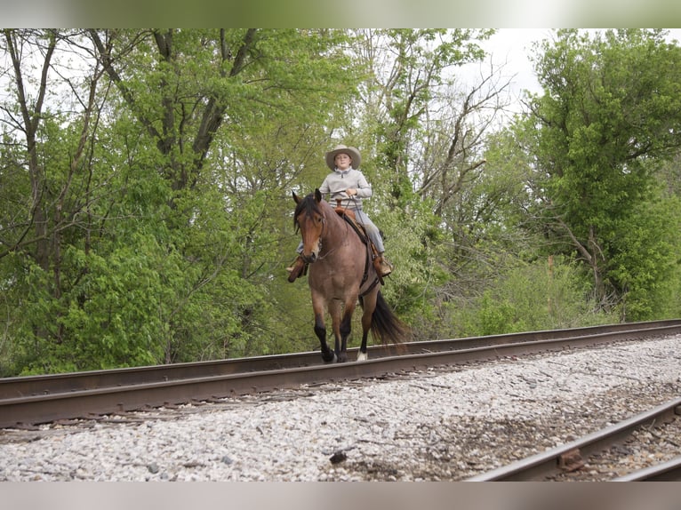 Arbeitspferd Mix Wallach 5 Jahre 163 cm Roan-Red in Fresno