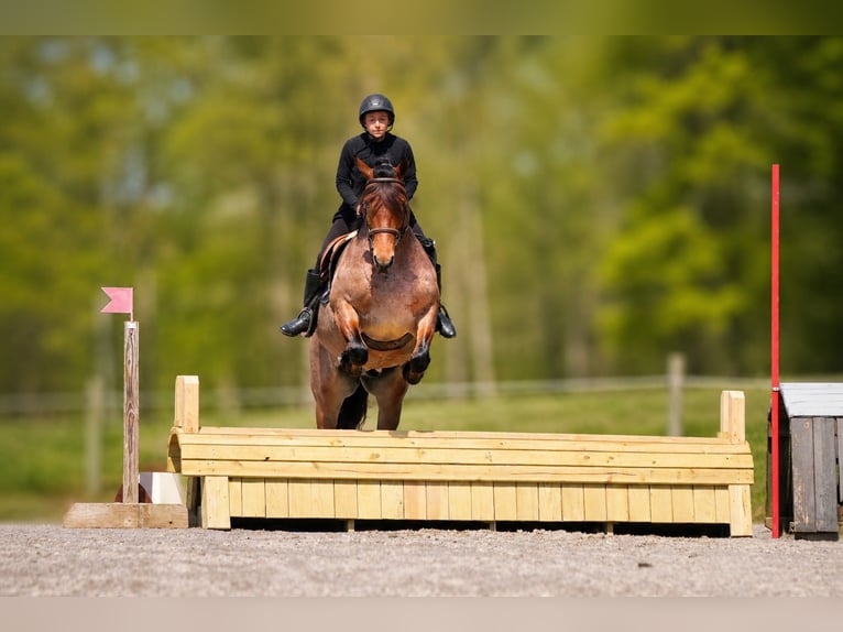 Arbeitspferd Mix Wallach 5 Jahre 163 cm Roan-Red in Fresno