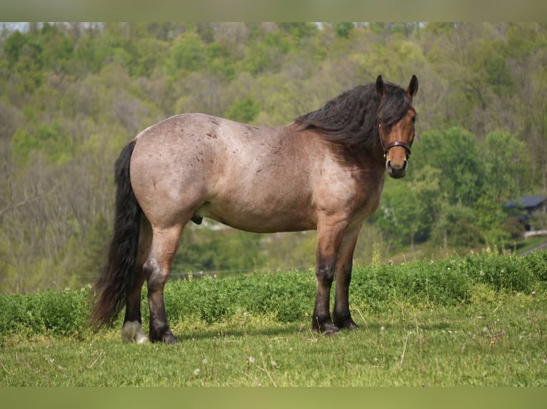 Arbeitspferd Mix Wallach 5 Jahre 163 cm Roan-Red in Fresno