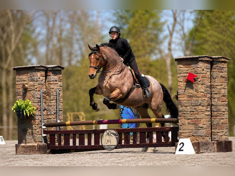 Arbeitspferd Mix Wallach 5 Jahre 163 cm Roan-Red in Fresno