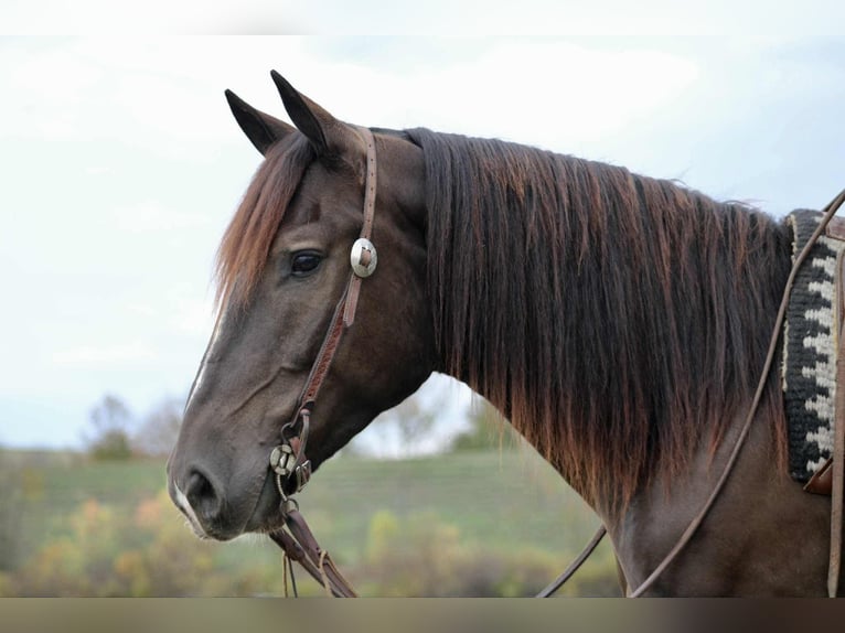 Arbeitspferd Mix Wallach 5 Jahre 163 cm Rotbrauner in Beaver Springs