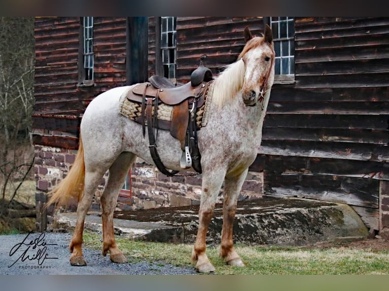 Arbeitspferd Wallach 5 Jahre 163 cm Rotfuchs in Everett PA