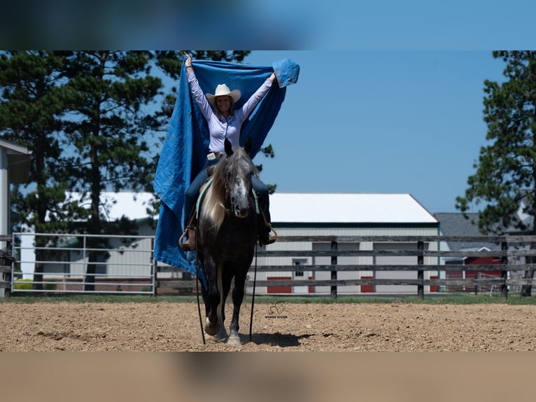 Arbeitspferd Mix Wallach 5 Jahre 163 cm Schimmel in Fredericksburg