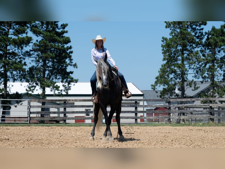Arbeitspferd Mix Wallach 5 Jahre 163 cm Schimmel in Fredericksburg