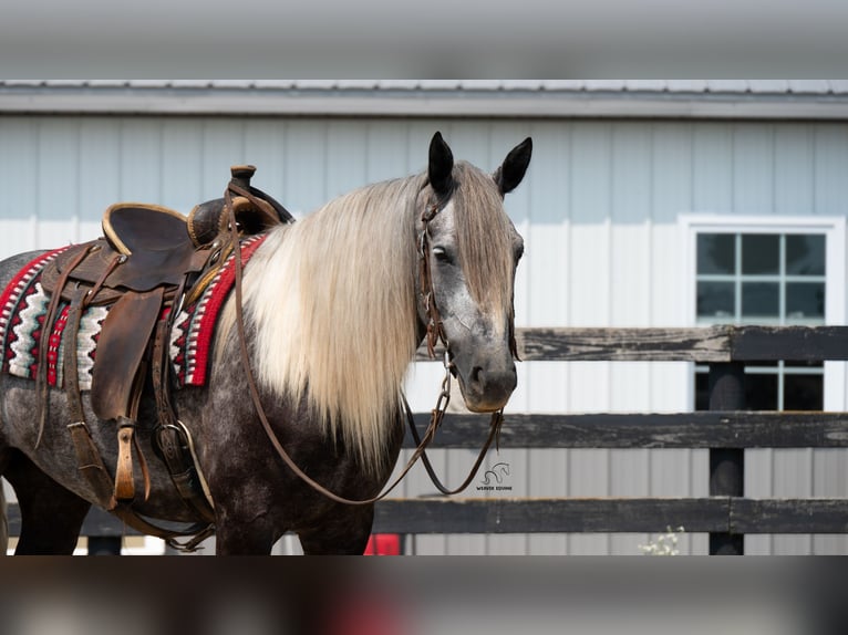 Arbeitspferd Mix Wallach 5 Jahre 163 cm Schimmel in Fredericksburg