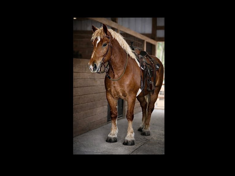 Arbeitspferd Wallach 5 Jahre 165 cm Dunkelfuchs in Land O Lakes