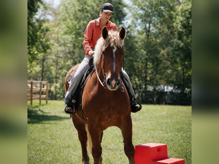 Arbeitspferd Wallach 5 Jahre 165 cm Dunkelfuchs in Land O Lakes