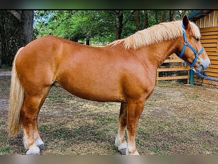Arbeitspferd Wallach 5 Jahre 165 cm Dunkelfuchs in Land O Lakes