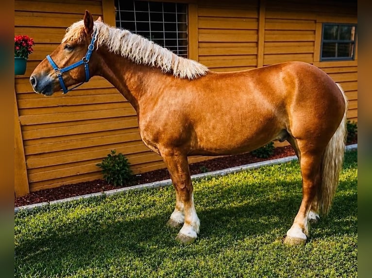 Arbeitspferd Wallach 5 Jahre 165 cm Dunkelfuchs in Land O Lakes