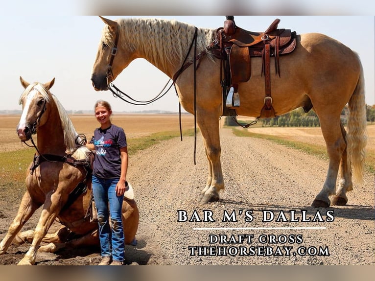 Arbeitspferd Wallach 5 Jahre 165 cm Palomino in Windom, MN