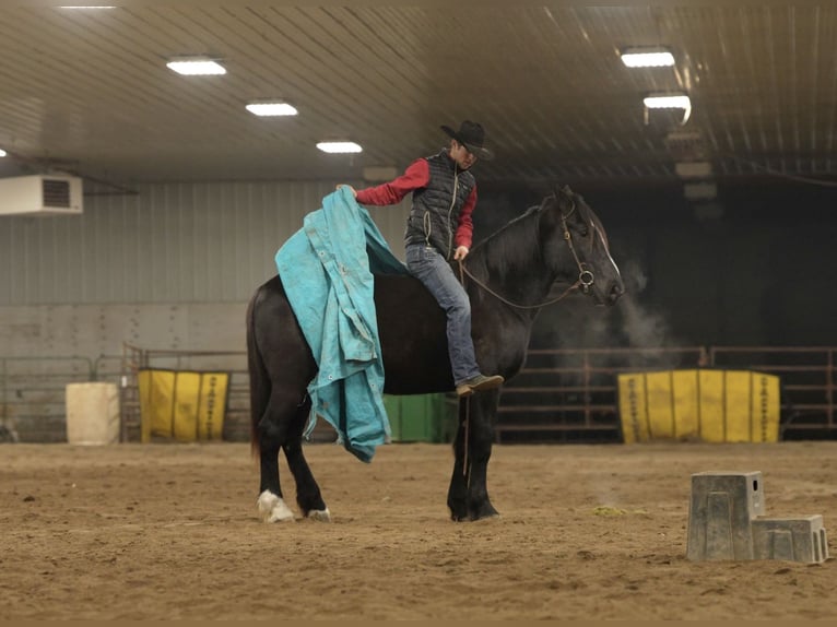 Arbeitspferd Mix Wallach 5 Jahre 165 cm Rappe in Nevis