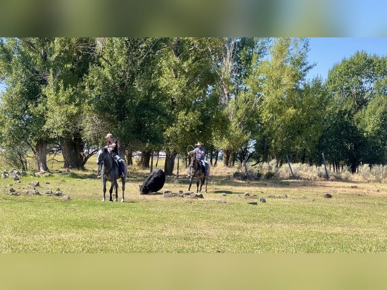 Arbeitspferd Mix Wallach 5 Jahre 165 cm Roan-Blue in Saint Anthony