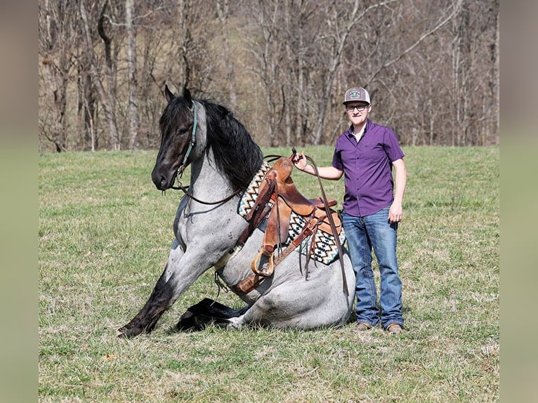 Arbeitspferd Wallach 5 Jahre 165 cm Roan-Blue in Parkers Lake kY