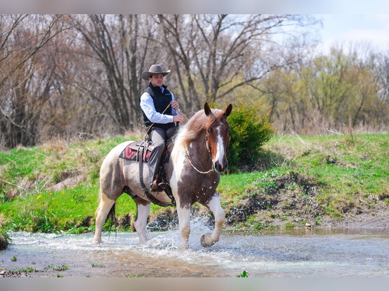 Arbeitspferd Wallach 5 Jahre 165 cm Roan-Red in Independence IA