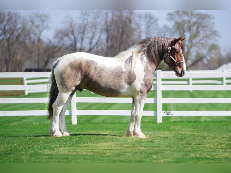 Arbeitspferd Wallach 5 Jahre 165 cm Roan-Red in Independence IA