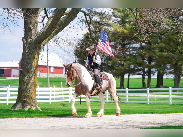 Arbeitspferd Wallach 5 Jahre 165 cm Roan-Red in Independence IA