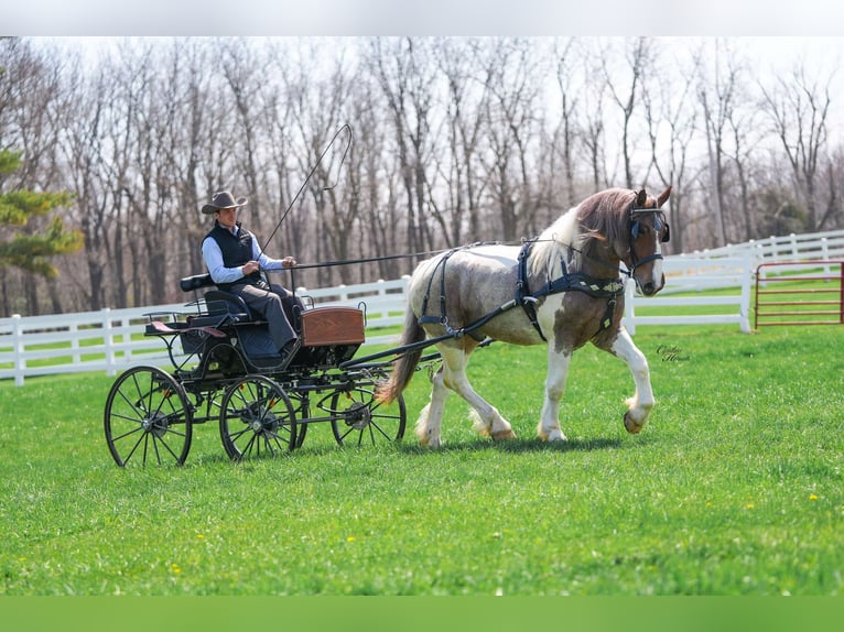 Arbeitspferd Wallach 5 Jahre 165 cm Roan-Red in Independence IA