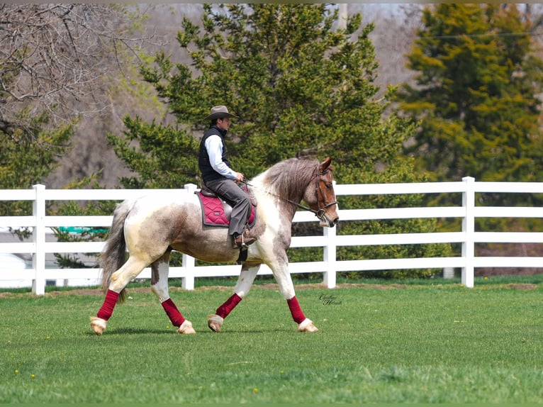 Arbeitspferd Wallach 5 Jahre 165 cm Roan-Red in Independence IA