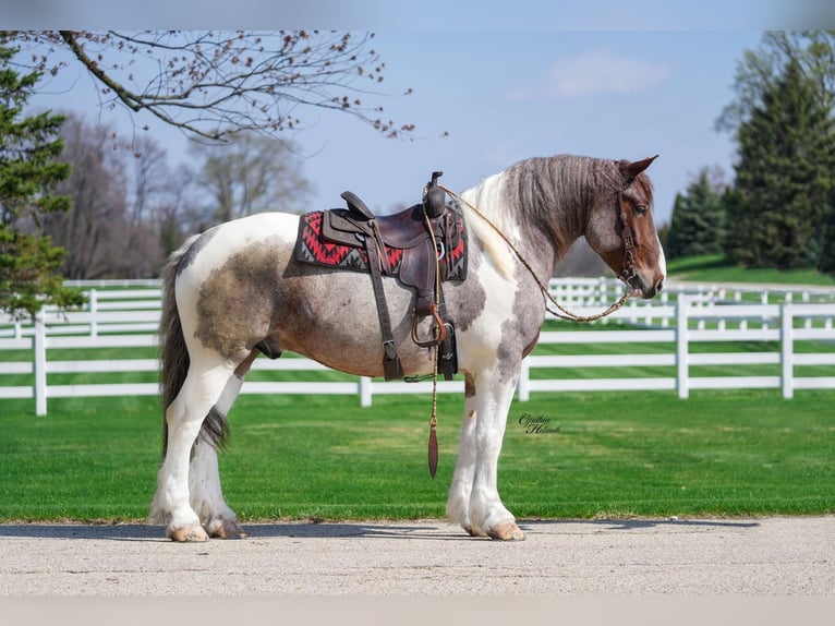 Arbeitspferd Wallach 5 Jahre 165 cm Roan-Red in Independence IA