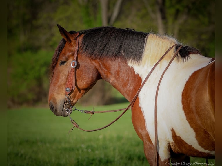 Arbeitspferd Mix Wallach 5 Jahre 165 cm Rotbrauner in Auburn