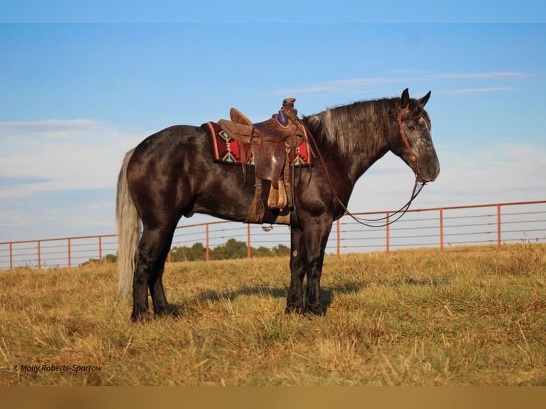 Arbeitspferd Mix Wallach 5 Jahre 165 cm Schimmel in Baxter Springs, KS