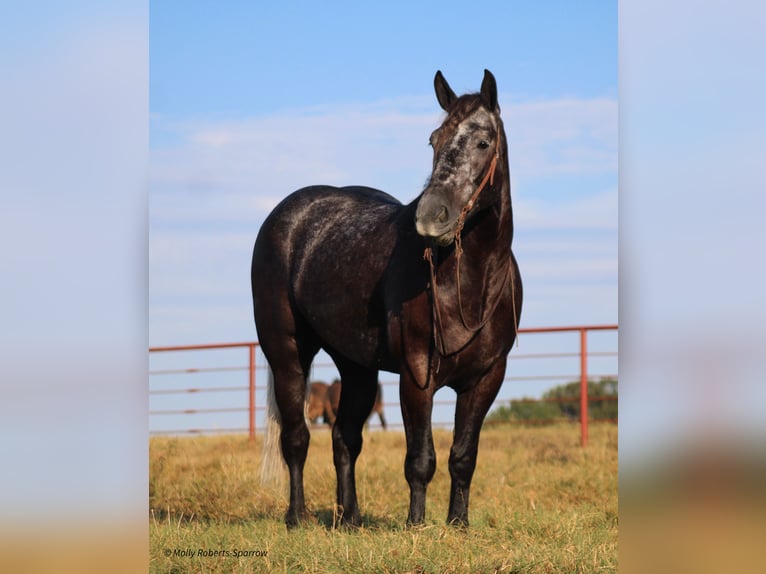 Arbeitspferd Mix Wallach 5 Jahre 165 cm Schimmel in Baxter Springs, KS