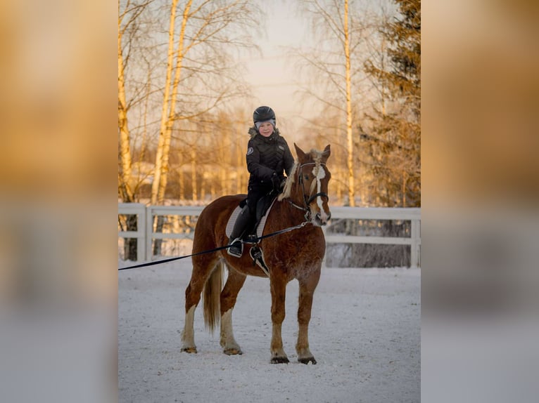 Arbeitspferd Wallach 5 Jahre 166 cm in Helsinki