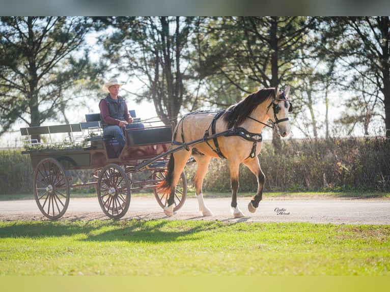Arbeitspferd Mix Wallach 5 Jahre 168 cm Buckskin in Fairbank Arbeitspferd Mix Wallach 5 Jahre 168 cm Buckskin in Fairbank