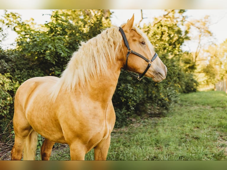 Arbeitspferd Wallach 5 Jahre 168 cm Palomino in Howell, MI