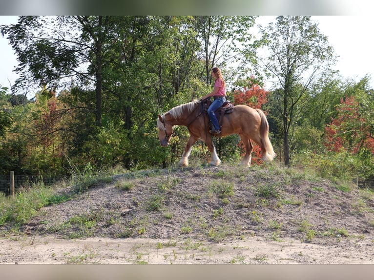 Arbeitspferd Wallach 5 Jahre 168 cm Palomino in Howell, MI