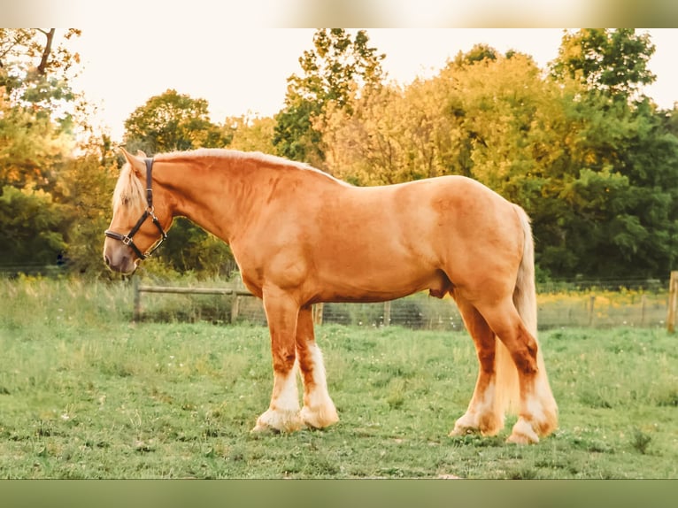 Arbeitspferd Wallach 5 Jahre 168 cm Palomino in Howell, MI