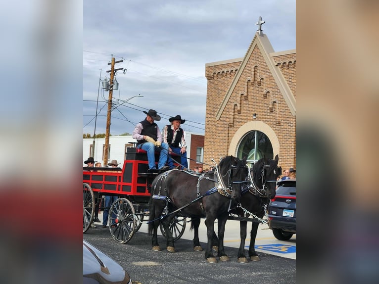 Arbeitspferd Mix Wallach 5 Jahre 168 cm Rappe in Nevis