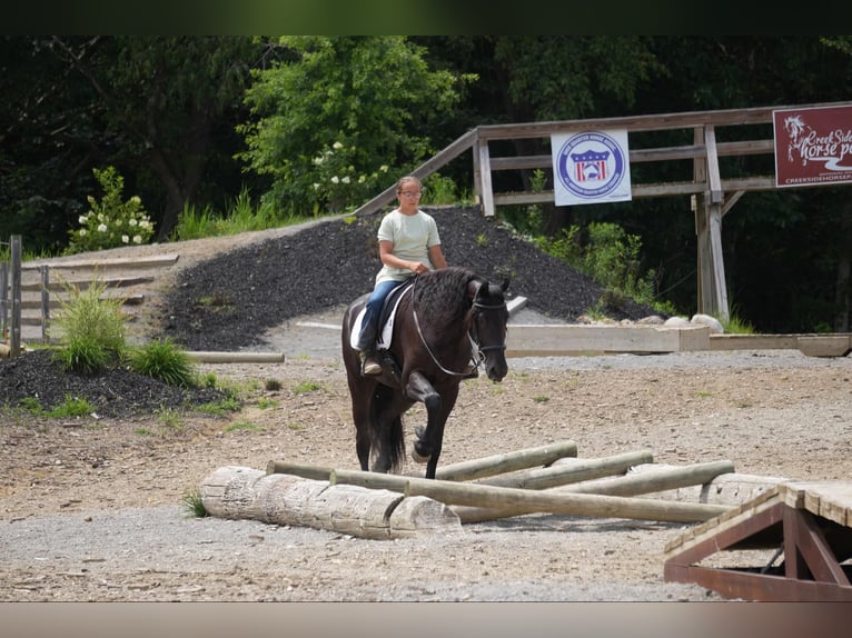 Arbeitspferd Wallach 5 Jahre 168 cm Rappe in Fresno, OH