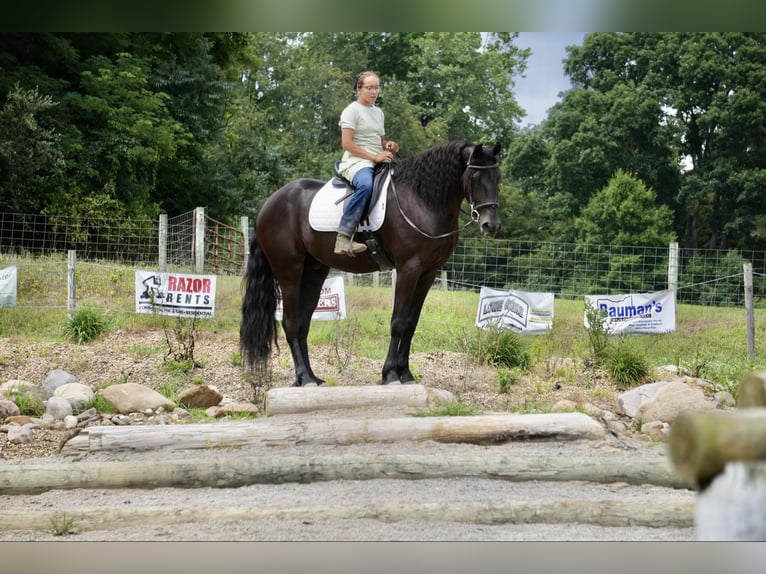 Arbeitspferd Wallach 5 Jahre 168 cm Rappe in Fresno, OH