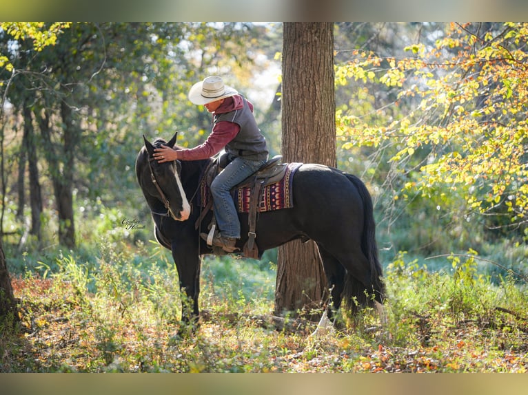 Arbeitspferd Mix Wallach 5 Jahre 168 cm Rappe in Fairbank