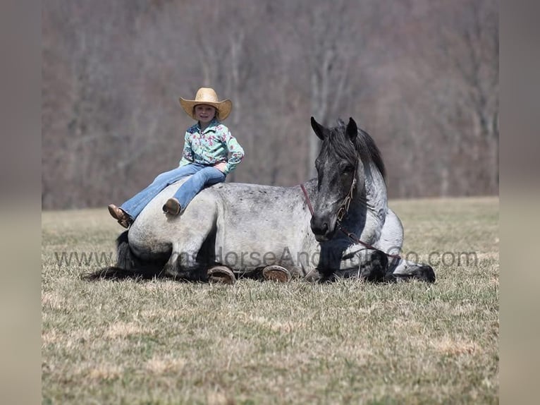 Arbeitspferd Wallach 5 Jahre 168 cm Roan-Blue in Mount Vernon