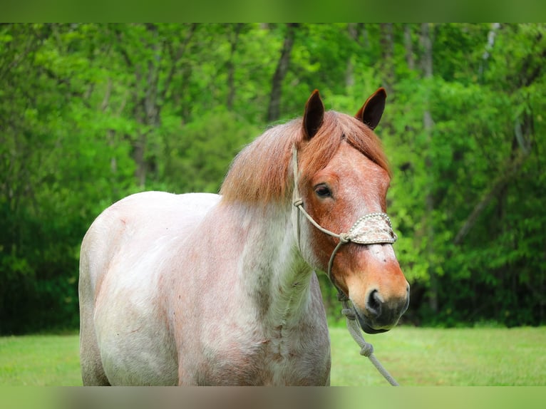 Arbeitspferd Wallach 5 Jahre 168 cm Roan-Red in Russellville OH